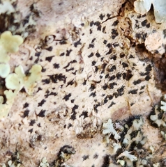 Arthonia radiata
