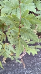 Myriopteris wrightii