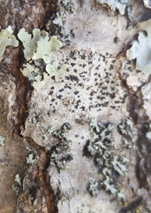 Arthonia radiata