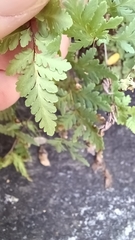 Myriopteris wrightii