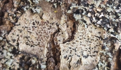 Arthonia radiata