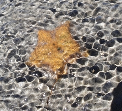 Patiriella regularis