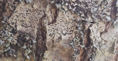 Arthonia radiata