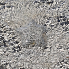 Patiriella regularis