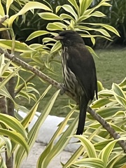 Dulus dominicus