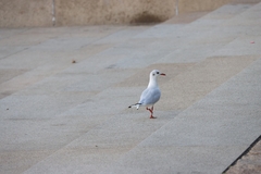 Chroicocephalus ridibundus