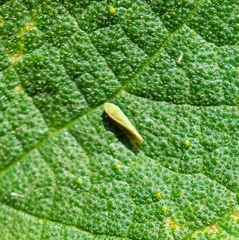 Alconeura fulminea