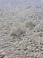 Patiriella regularis