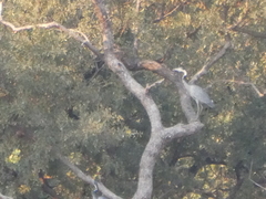 Ardea melanocephala