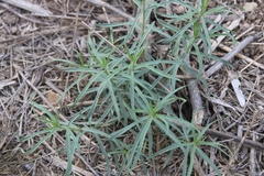 Asclepias fascicularis