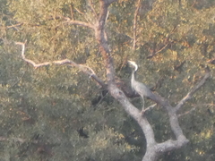 Ardea melanocephala