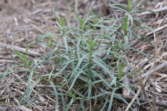 Asclepias fascicularis