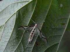 Entomophthoraceae