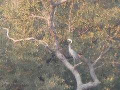 Ardea melanocephala