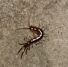 Lithobius forficatus