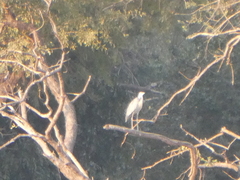 Ardea melanocephala
