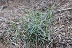 Asclepias fascicularis