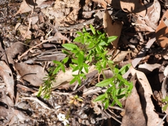 Opercularia echinocephala