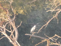 Ardea melanocephala