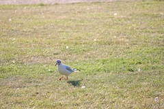 Chroicocephalus ridibundus