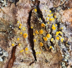 Athallia pyracea