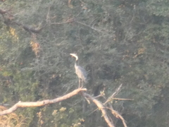 Ardea melanocephala