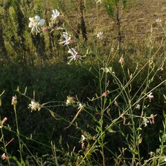 Oenothera filiformis