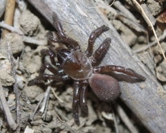 Bothriocyrtum californicum