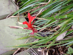 Pitcairnia