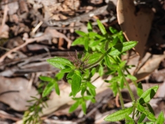 Opercularia echinocephala