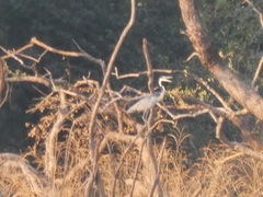 Ardea melanocephala