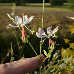 Oenothera filiformis
