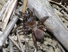 Bothriocyrtum californicum