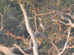Ardea melanocephala