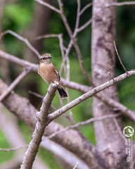 Saxicola stejnegeri