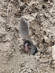 Bothriocyrtum californicum