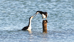 Phalacrocorax varius hypoleucos