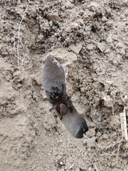 Bothriocyrtum californicum