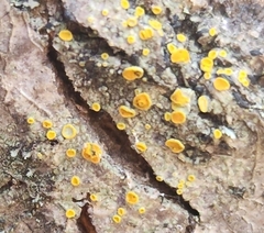 Athallia pyracea