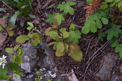 Spiraea betulifolia