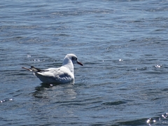 Chroicocephalus ridibundus