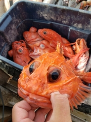 Sebastolobus alascanus