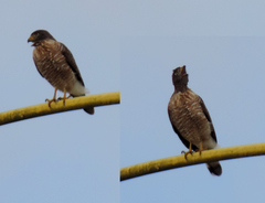 Rupornis magnirostris