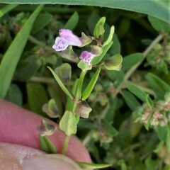 Scutellaria racemosa