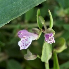 Scutellaria racemosa