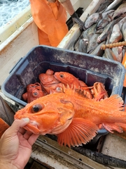 Sebastolobus alascanus