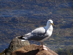 Larus argentatus