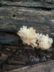 Artomyces pyxidatus