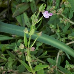 Scutellaria racemosa