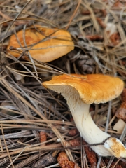 Hydnum melitosarx
